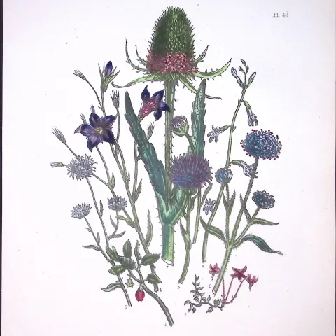 Rare 165-Yr-Old Antique Wildflower Gilt-Edged Illustration Jane Webb Loudon-41-A