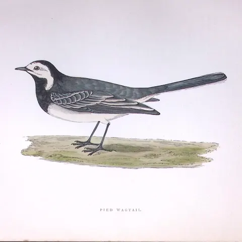 Pied Wagtail Rev Morris Antique History of British Birds 130 Years-Old Engraving-164