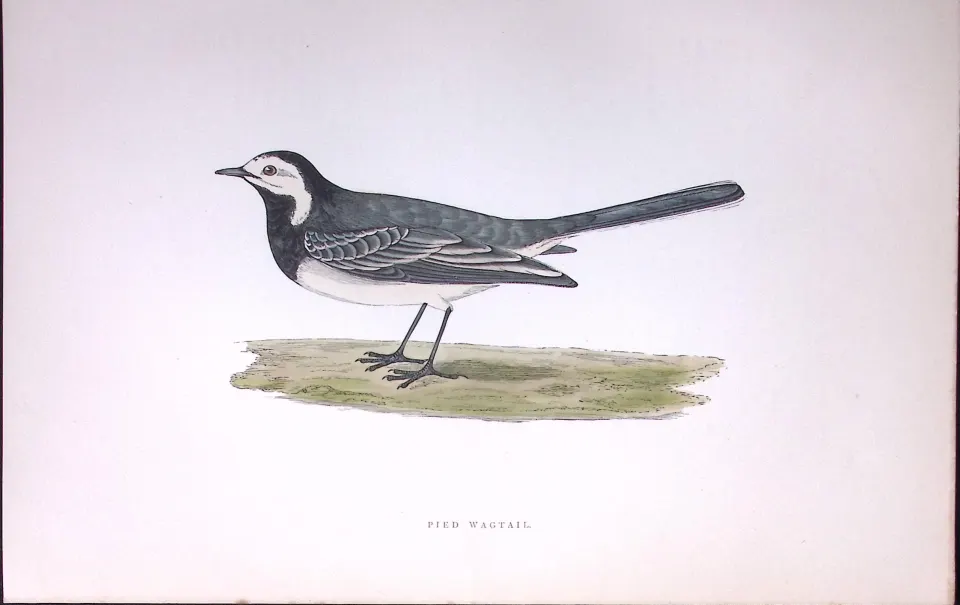 Pied Wagtail Rev Morris Antique History of British Birds 130 Years-Old Engraving-164