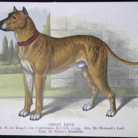 Great Dane British Dogs by Hugh Dalziel 1889 Antique Coloured Book Plate-11