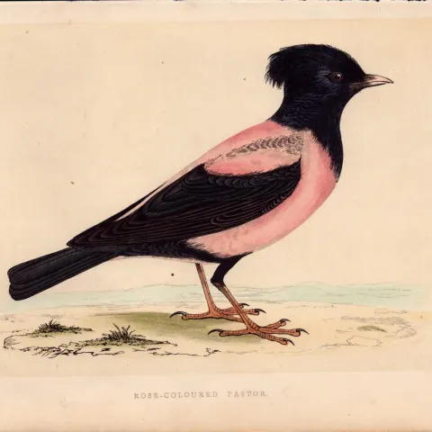 Rose Coloured Pastor Rev Morris Antique History of British Birds Engraving.