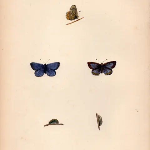 Common Blue Hand Coloured Antique Butterfly Plate Rev Morris-173.