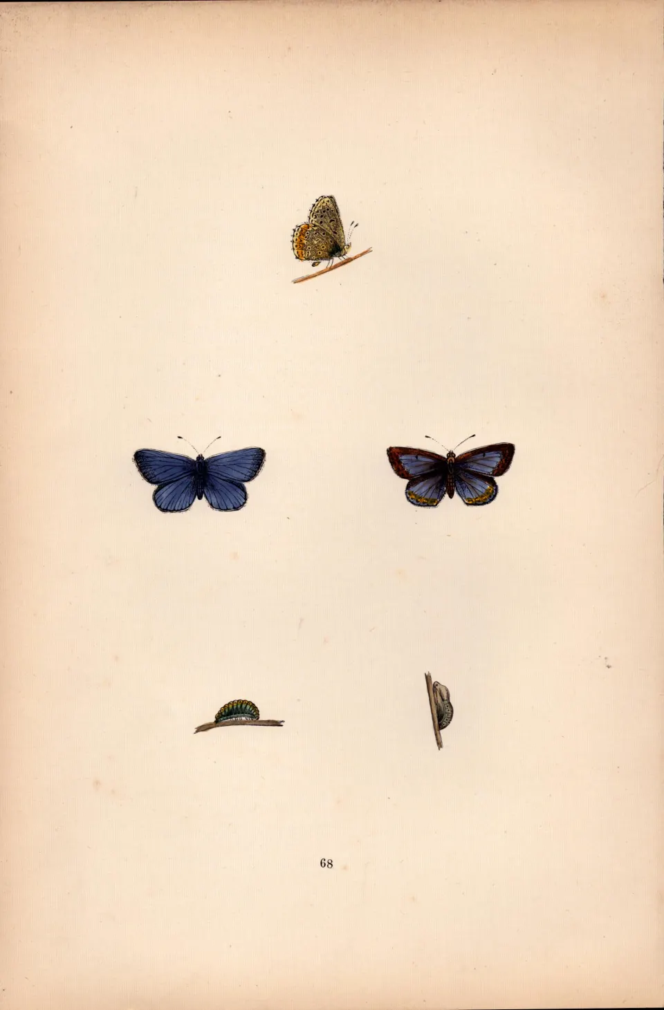 Common Blue Hand Coloured Antique Butterfly Plate Rev Morris-173.