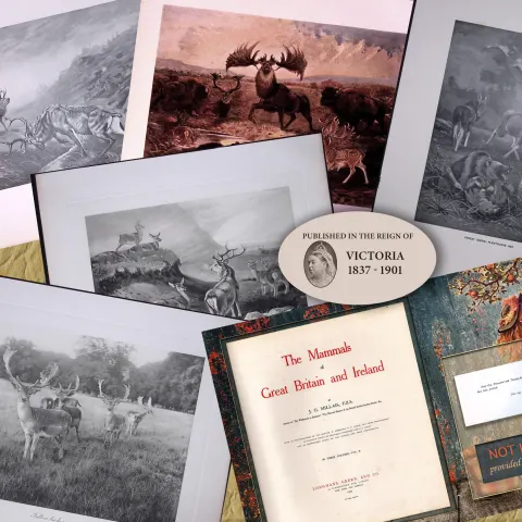 Job-Lot J.G. Millais Rare Limited-Edition Stag Family Species Antique Prints-17