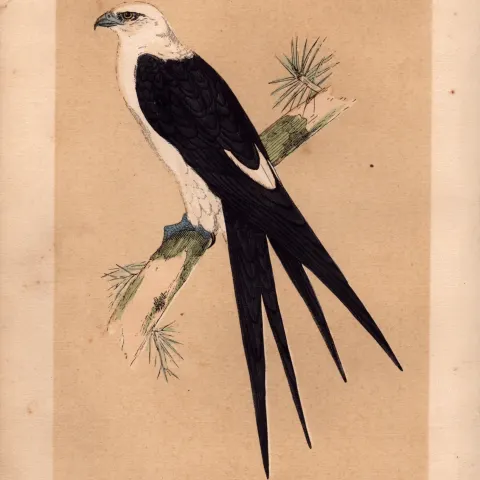 Swallow Tailed Kite Rev Morris Antique History of British Birds Engraving.