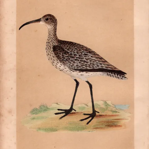Whimbrel Rev Morris Antique History of British Birds Engraving.
