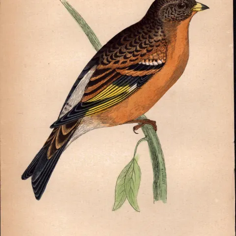 Mountain Finch Rev Morris 1888  Antique History of British Birds Engraving-34.