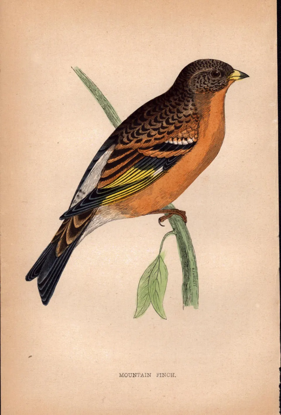 Mountain Finch Rev Morris 1888  Antique History of British Birds Engraving-34.