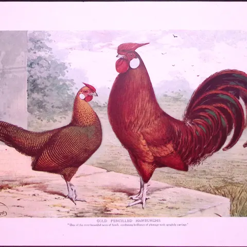 Gold Pencilled Hamburghs & Game Birds Antique 115-Year-Old Double-Sided Colour Plate-4