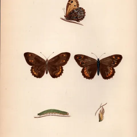 Rock-Eyed Underwing Coloured Antique Butterfly Plate Rev Morris-51.