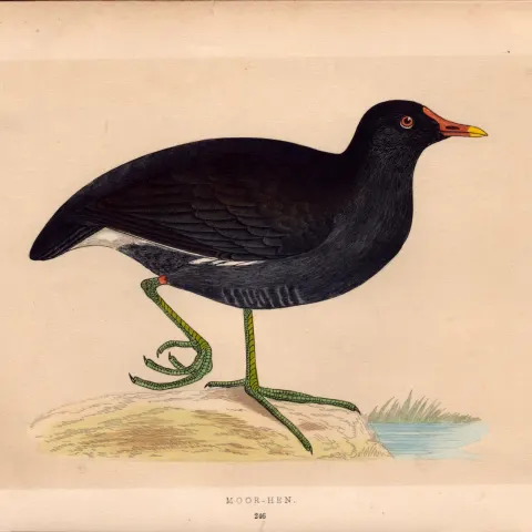 Moor Hen  Rev Morris Antique History of British Birds 170 Years-Old Engraving.