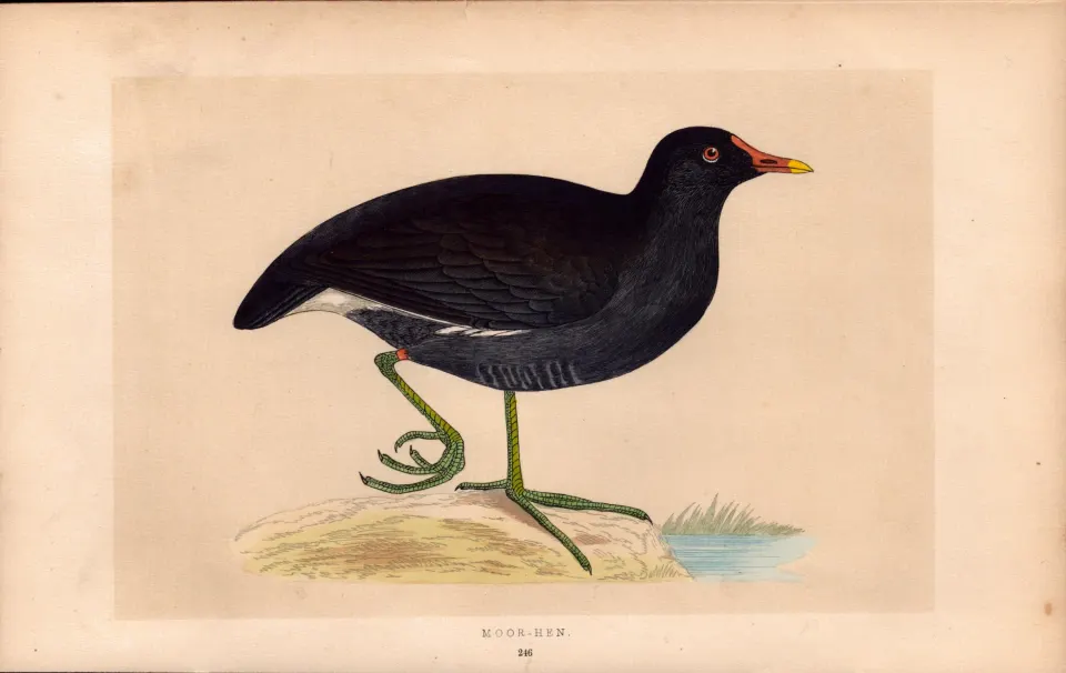Moor Hen  Rev Morris Antique History of British Birds 170 Years-Old Engraving.