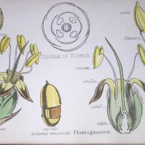 Plantaginaceae Botanical Flower Diagram Rare Antique First Edition Illustration-67