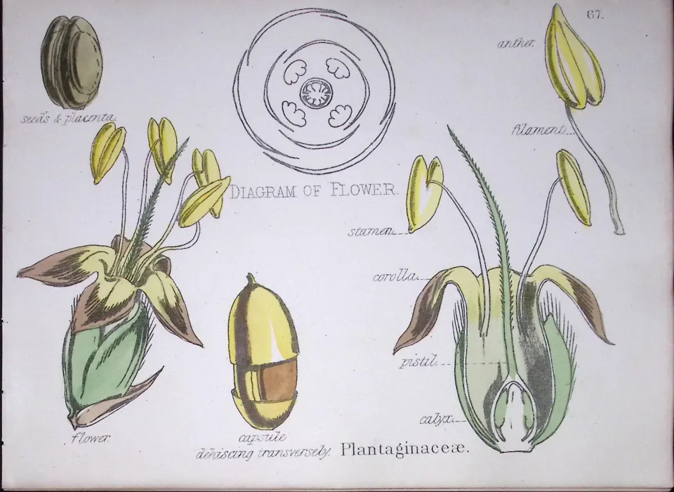 Plantaginaceae Botanical Flower Diagram Rare Antique First Edition Illustration-67