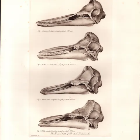The Dolphin Family Skulls & Teeth Rare Limited-Edition J.G. Millais Antique Print.