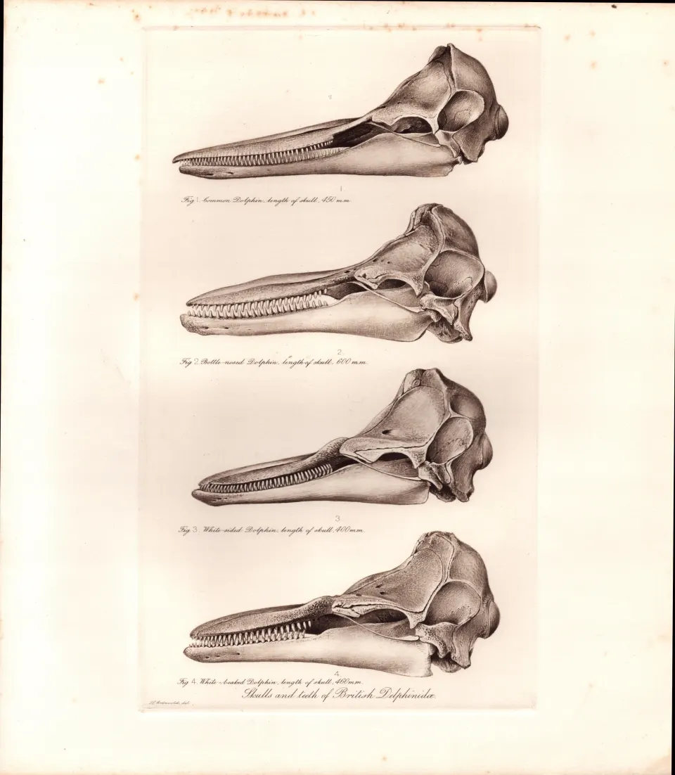 The Dolphin Family Skulls & Teeth Rare Limited-Edition J.G. Millais Antique Print.