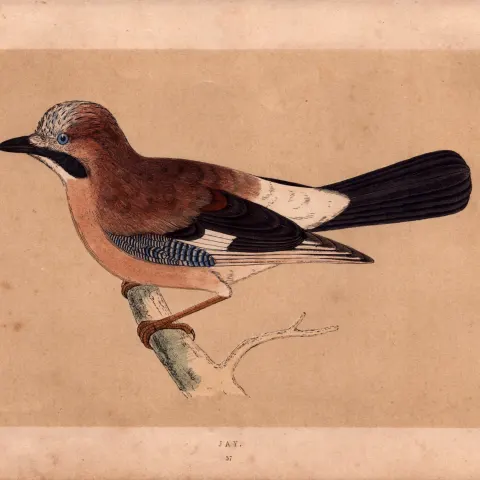 Jay Rev Morris Antique History of British Birds 170 Years-Old Engraving.