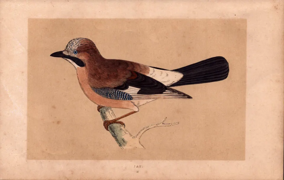 Jay Rev Morris Antique History of British Birds 170 Years-Old Engraving.