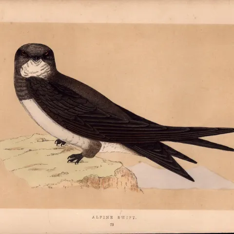 Alpine Swift  Rev Morris Antique History of British Birds Engraving.