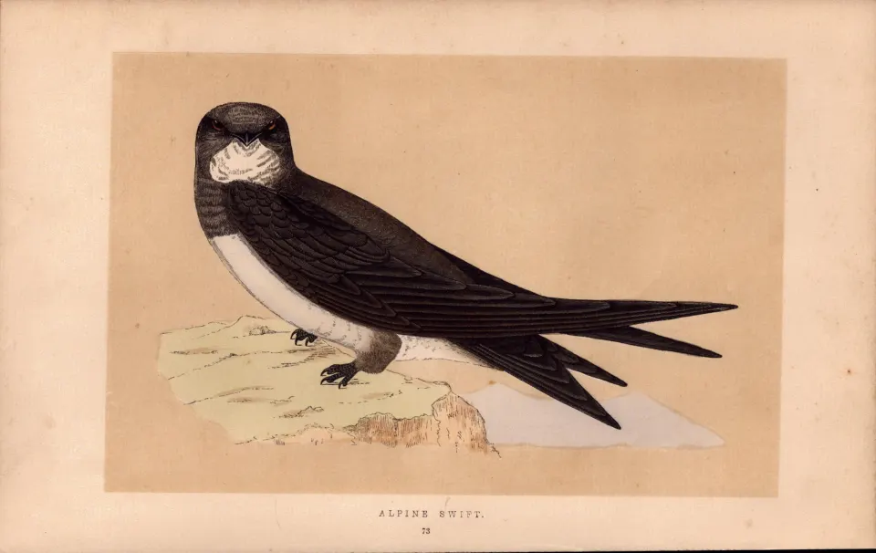 Alpine Swift  Rev Morris Antique History of British Birds Engraving.