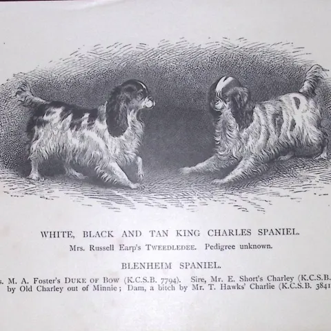 King Charles Spaniels, White, Black, Tan British Dogs by Hugh Dalziel 1889 Antique Book Plate-66