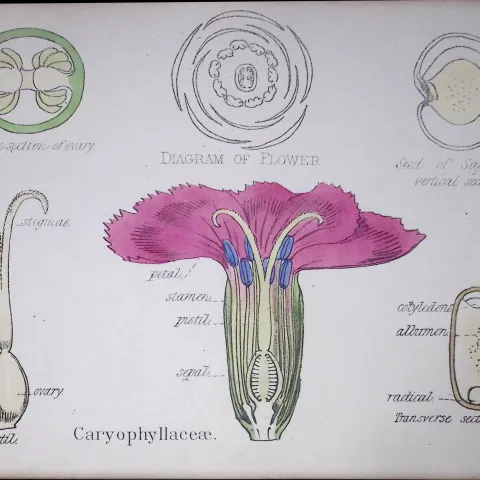 Carnation Botanical Flower Diagram Rare Antique First Edition Illustration-11