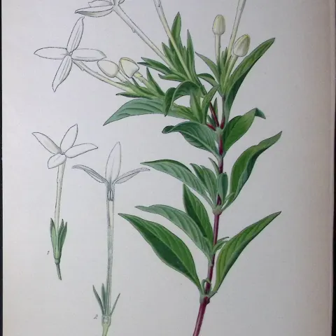 Scented Bouvardia, Edward Step Rare Antique Botanical Book Plate-122