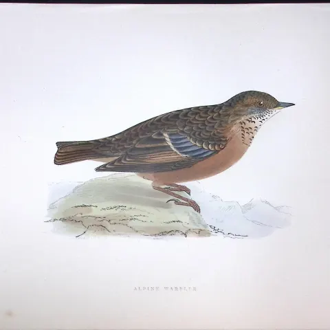Alpine Warbler Rev Morris Antique History of British Birds 130 Years-Old Engraving-96