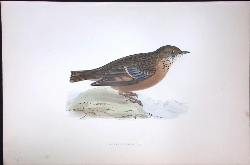 Alpine Warbler Rev Morris Antique History of British Birds 130 Years-Old Engraving-96