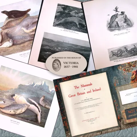 Job-Lot J.G. Millais Rare Limited-Edition Seal Family Species Antique Prints-14