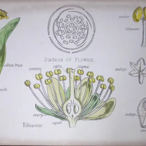 Tiliaceae Botanical Flower Diagram Rare Antique First Edition Illustration-15