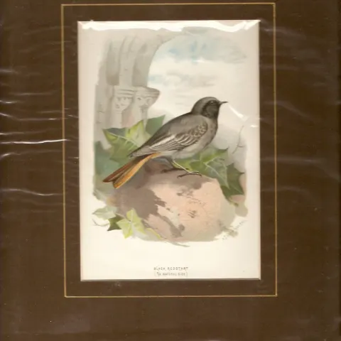 Print 1883 Black Redstart By Archibold Thorburn