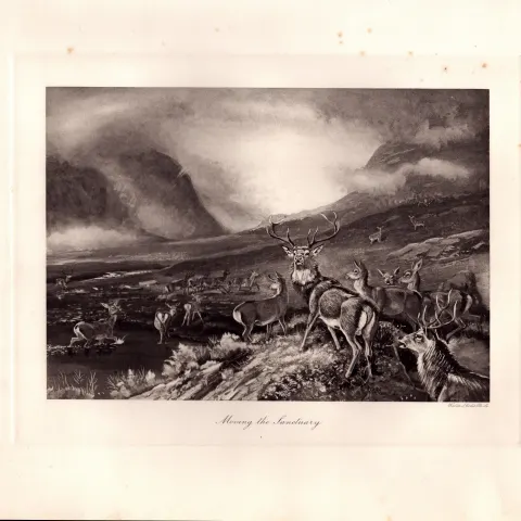 The Stag Sanctuary Rare Limited-Edition Antique JG Millais Print-22.