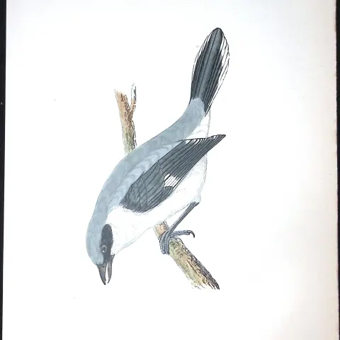 Grey Shrike Rev Morris Antique History of British Birds 130 Years-Old Engraving-61