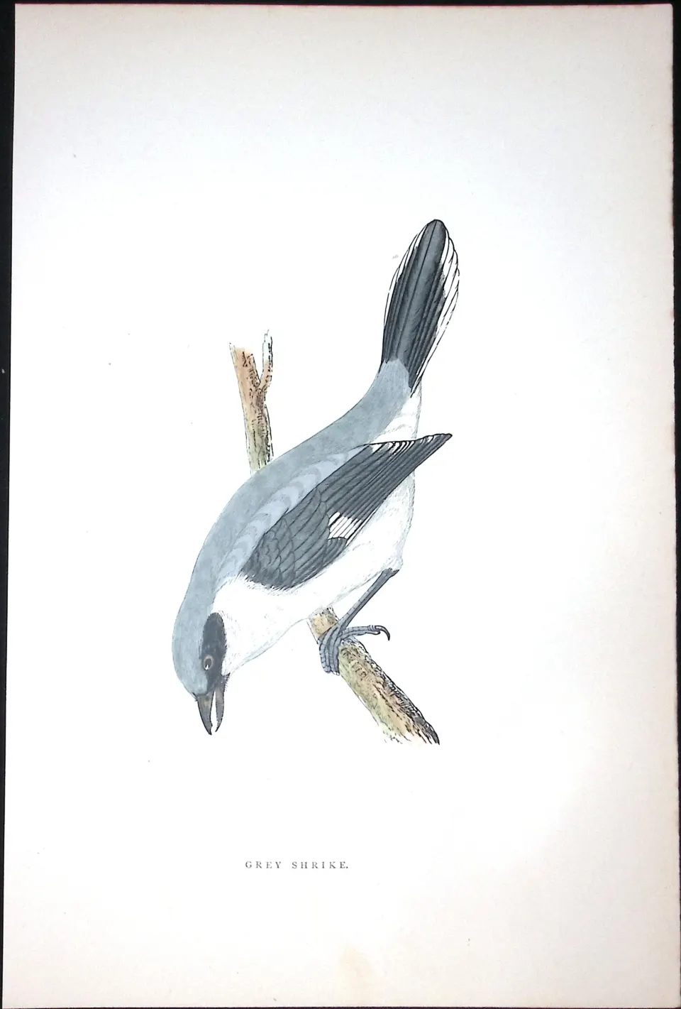 Grey Shrike Rev Morris Antique History of British Birds 130 Years-Old Engraving-61