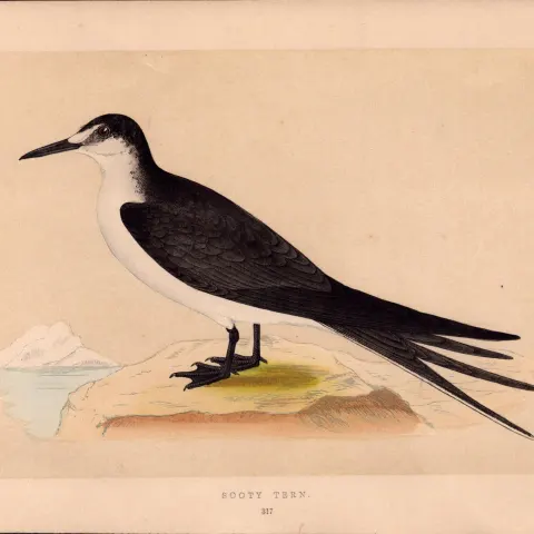 Sooty Tern  Rev Morris Antique History of British Birds 170 Year-Old Engraving.