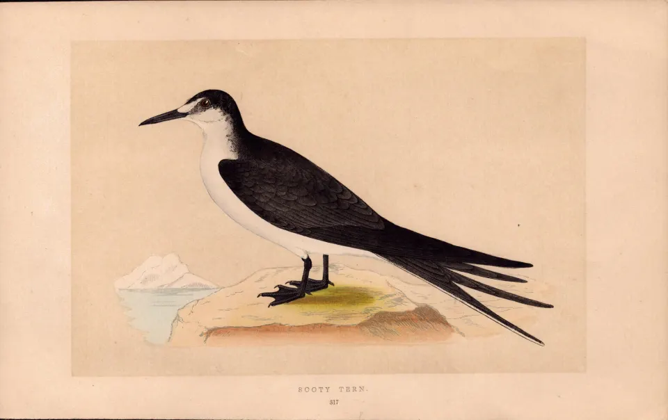 Sooty Tern  Rev Morris Antique History of British Birds 170 Year-Old Engraving.