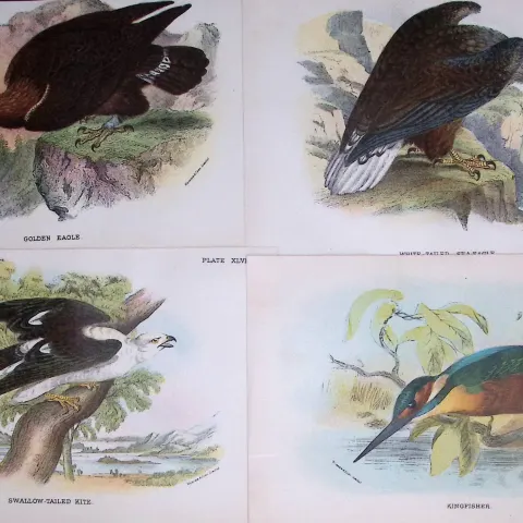 Job-Lot Lloyds Birds Golden Eagle, Sea Eagle, Kite, Kingfisher 130 Yrs-Old Antique Engravings-4.