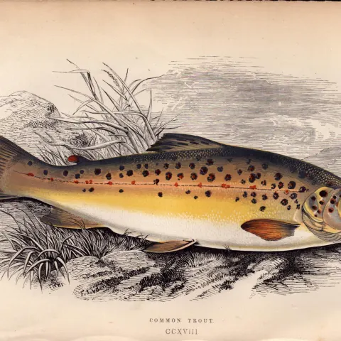 Common Trout Antique Johnathan Couch Coloured Fish Engraving.