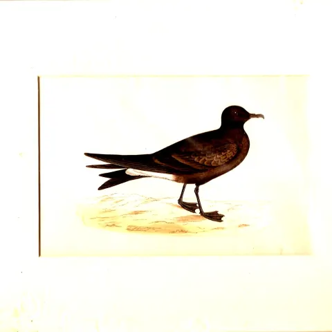 Print 1870 Leach's Petrel William Morris From Watercolour In Card Frame