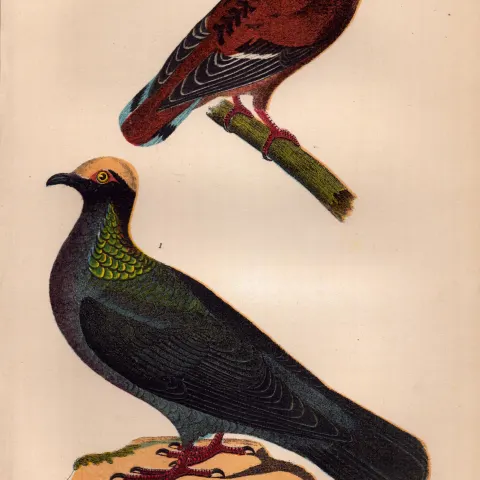 Alexander Wilson Rare American Birds White-Crowned Pigeon, Zenaida Dove-17.