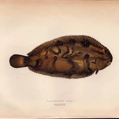 Variegated Sole Antique Johnathan Couch Coloured Fish Engraving.