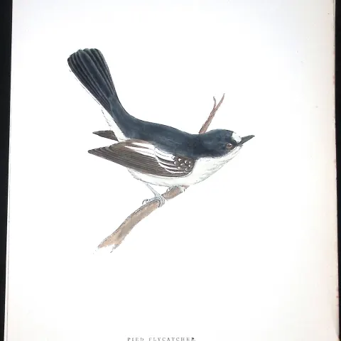 Pied Flycatcher Rev Morris Antique History of British Birds 130 Years-Old Engraving-72