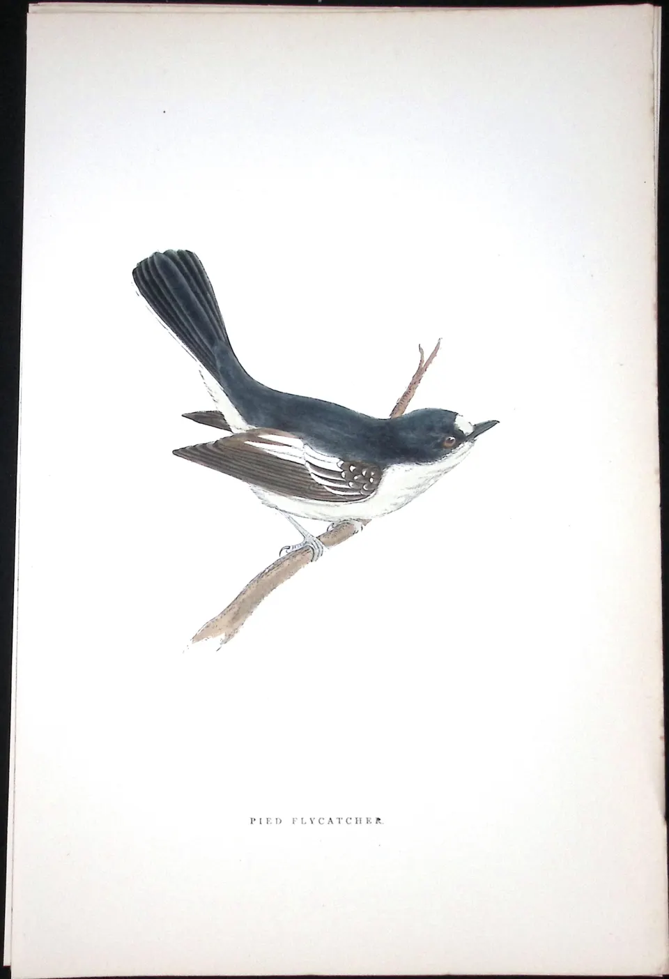 Pied Flycatcher Rev Morris Antique History of British Birds 130 Years-Old Engraving-72