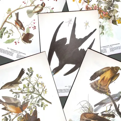 Job-Lot John James Audubon Birds of America 72-Year-Old Coloured Book Plates-9