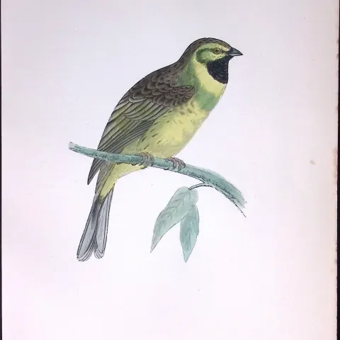 Cirl Bunting Rev Morris Antique History of British Birds 130 Years-Old Engraving-190