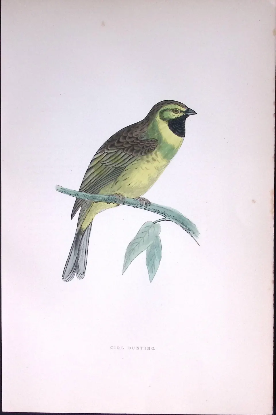 Cirl Bunting Rev Morris Antique History of British Birds 130 Years-Old Engraving-190