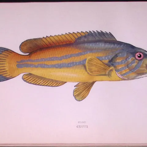 Cook Fish Scarce Antique 1877 Johnathan Couch Woodblock Engraving-20