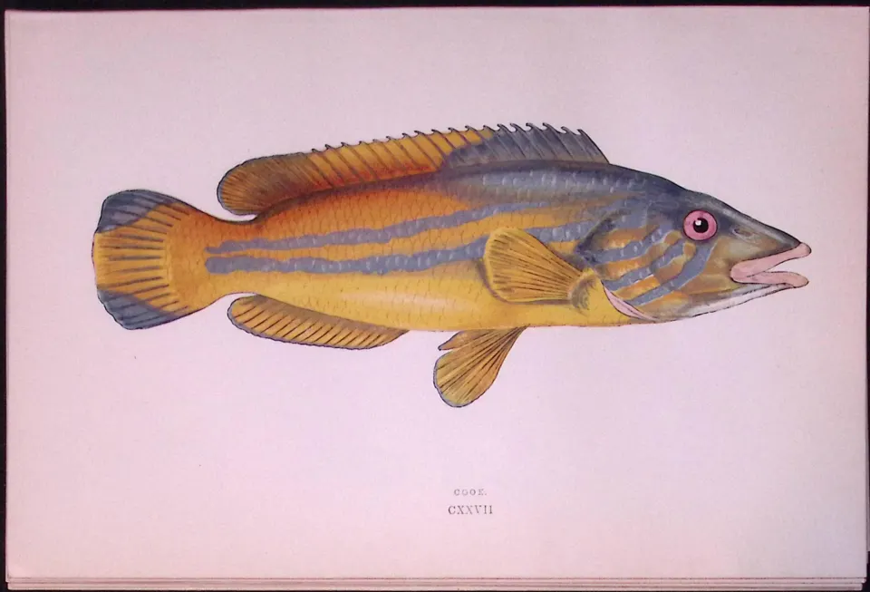 Cook Fish Scarce Antique 1877 Johnathan Couch Woodblock Engraving-20