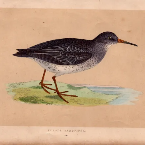 Purple Sandpiper Rev Morris Antique History of British Birds Engraving.